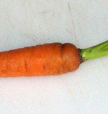 Квасим, солим, маринуем: морковь