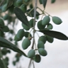 Квасим, солим, маринуем: оливки (маслины)